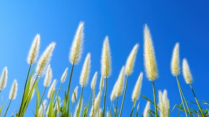 Grass flowers with blue sky