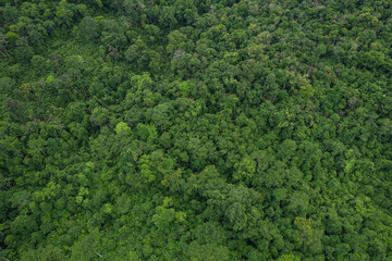 Beautiful aerial top view of green forest in rural Thailand.