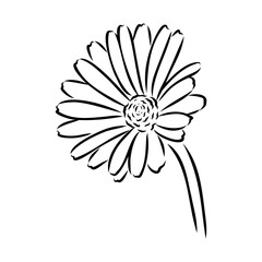 Hand drawn flowers - Calendula officinalis or pot marigold. Ink style drawing