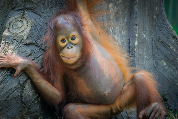 portrait of a orangutan 
