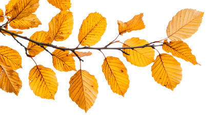 golden autumn foliage isolated on white background, photo, png