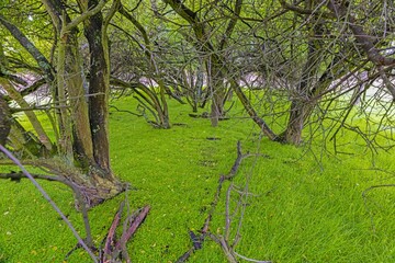 Scenic view of dense forest with bright green overgrown grass