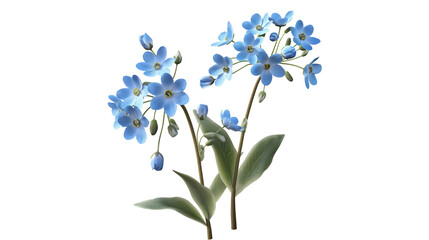 A bouquet of blue flowers is displayed on a white background