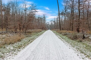 Scenic view of a footpath through a wintry forest in the morning