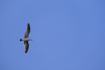 Flight of a seagull against the background of blue sky.