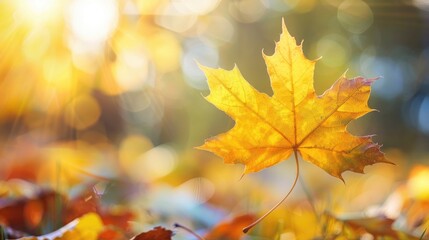 Close up of yellow maple leaf on blurred autumn background