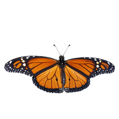 Fototapeta premium Captivating Monarch Butterfly Displaying Bright Orange Wings on a White Background