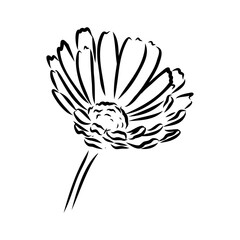 Hand drawn flowers - Calendula officinalis or pot marigold. Ink style drawing