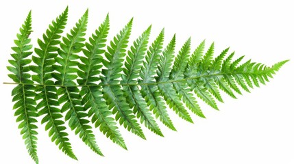 A detailed fern leaf with visible spores, isolated on a white background, perfect for educational or botanical use with ample copy text space