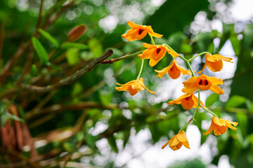 Beautiful golden yellow Dendrobium fimbriatum orchid with green leaves blurred background in a...