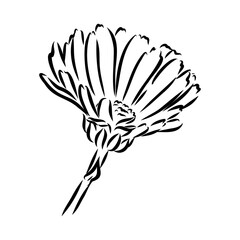 Hand drawn flowers - Calendula officinalis or pot marigold. Ink style drawing