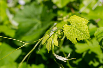 grape plantation with green leaves of grapes in summer