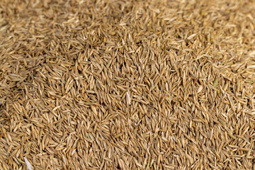 mixed seeds of perennial and annual grass for lawn