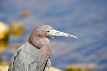 great blue heron ardea cinerea