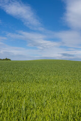 beautiful green wheat sprouts in sunny weather