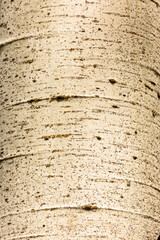 Cose-up view of aspen bark, on a live tree in late April, growing within the Pike Lake Unit, Kettle Moraine State Forest, Hartford, Wisconsin