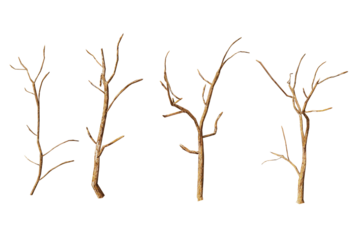 Five bare tree branches on a black background.