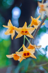 Beautiful golden yellow Dendrobium fimbriatum orchid with green leaves blurred background in a natural forest in Myanmar. © MinBaMyaing