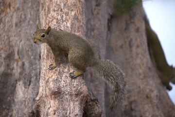 squirrel on a tree