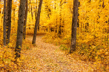 The dense color of the autumn golden maple leaves is broken only by the grey of the tree trunks within Pike Lake Unit, Kettle Moraine State Forest, Hartford, Wisconsin in early November