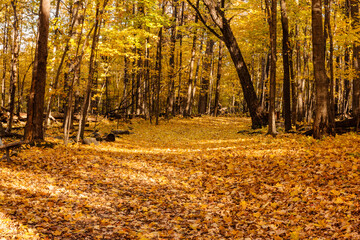 Leaf-covered hiking trail in early Noember within Pike Lake Unit, Kettle Moraine State Forest, Hartford, Wisconsin