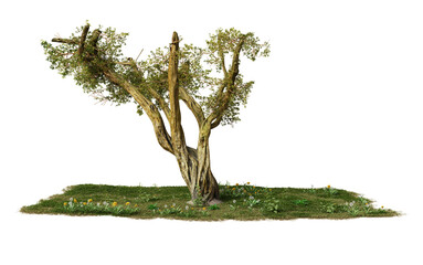 Fototapeta premium Model olive tree on a black background.