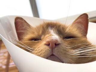 Ginger cat wearing cone of shame