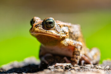 African common or square-marked toad (Sclerophrys regularis) or Egyptian toad. Macro close up of amphibian with big eyes and warty skin. Animal portrait with blurred background on Mauritius island.