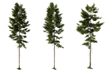 Three Isolated Pine Trees on Black Background