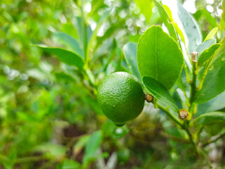 musk oranges in the morning wet with dew and exposed to sunlight