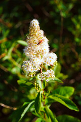 Kwiatek z robaczkiem