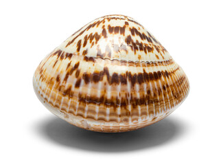 Clam Shell Front