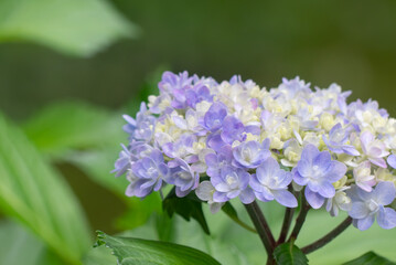 色とりどりに美しい6月のアジサイ　