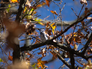 Bluejay Eating Berry