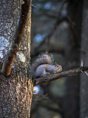 squirrel on a tree