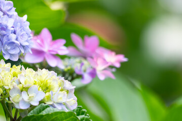 色とりどりに美しい6月のアジサイ　