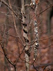 Vine strangling tree