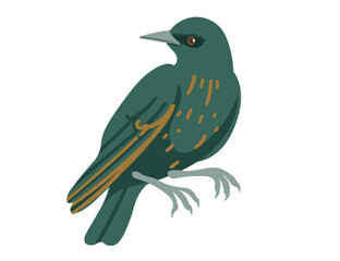 Cute starling bird. Cartoon animal design, stylized bird with dark green feathers and light spots. Vector illustration isolated on white background