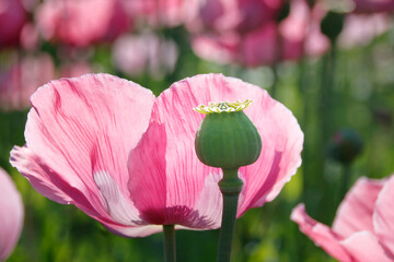 pinke bl&uuml;hende mohnblumen auf gro&szlig;em Mohnfeld