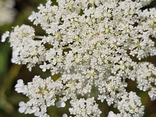 wild carrot blossom, white flowers close-up