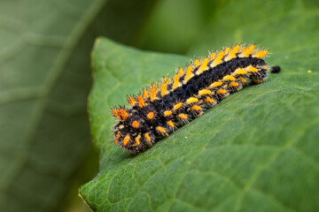 Eastern Festoon butterfly - Zerynthia cerisyi, caterpillar of beautiful colored Old World butterfly from Southeast European meadows and grasslands, Greece.