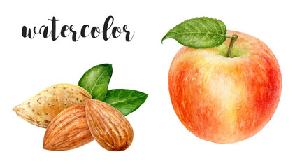 Watercolor Illustration of Almond Nuts and a Fresh Apple with artistic details and charm