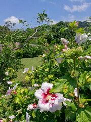 Obraz premium A bush with stunning white and pink flowers and vibrant green leaves