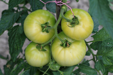A bunch of fresh green tomatoes is growing robustly on a vine