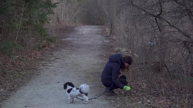 A woman picks up her dogs (Shih Tzu) poo on a trail in the forest during the fall