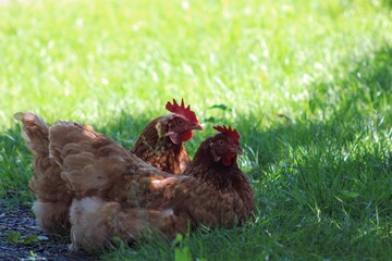 Red hens