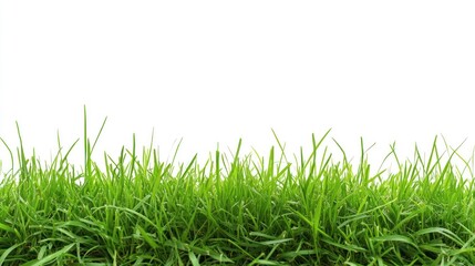Lush Green Grass Blades Against a White Background