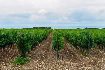 Beautiful view of the vineyards and the sea