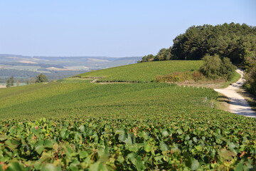 paysage et viticulture
