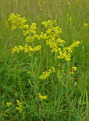 Weißgelb-Labkraut; Galium × pomeranicum; yellow bedstraw